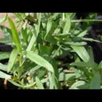 Guía práctica para plantar estragón francés de hojas anchas