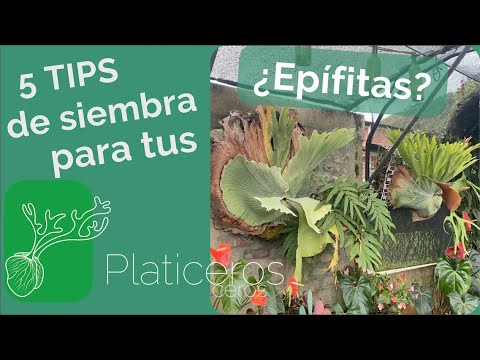 Cuidados de plantas epifitas: consejos esenciales para mantener tus plantas en excelentes condiciones