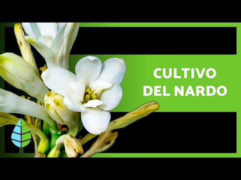 Guía completa para plantar nardos: consejos, cuidados y pasos clave