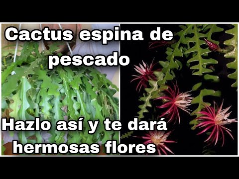 Guía completa para plantar Cactus Espina de Pescado: Consejos y pasos simples