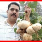 Guía completa para plantar jícama: consejos prácticos y paso a paso