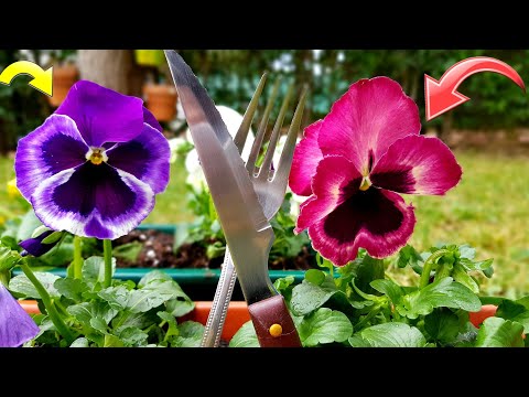 Guía práctica para plantar Viola tricolor: consejos y pasos básicos