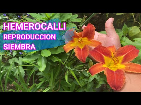 Guía completa para plantar Hemerocallis: Todo lo que necesitas saber