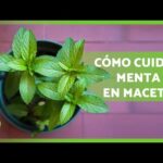 Guía para plantar menta de piñata: tips y consejos