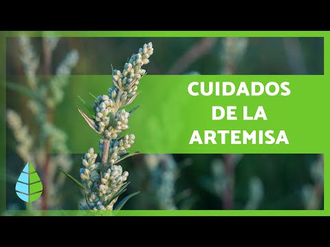 Guía completa: Cómo plantar Artemisa de manera exitosa