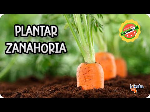 Guía completa para plantar zanahorias: paso a paso