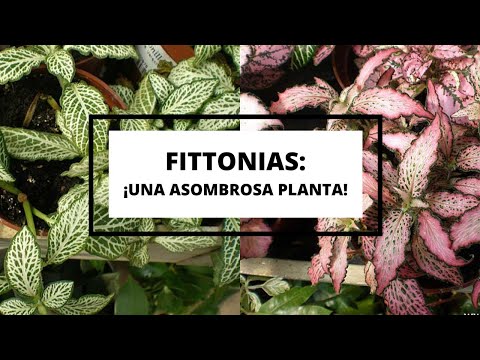 Consejos para cultivar Fittonia verschaffeltii con éxito