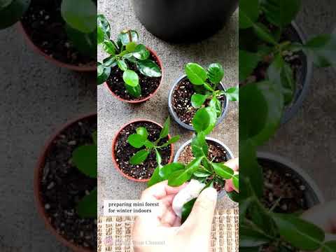 Guía completa para plantar Kaffir lime