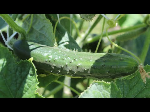 Cuidados de planta de pepino: guía completa para un cultivo exitoso
