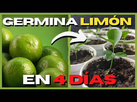 Guía completa: cómo plantar limón paso a paso