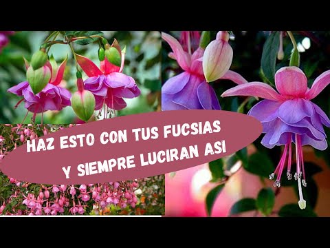 Guía completa para plantar Fuchsia x hybrida: consejos y pasos clave