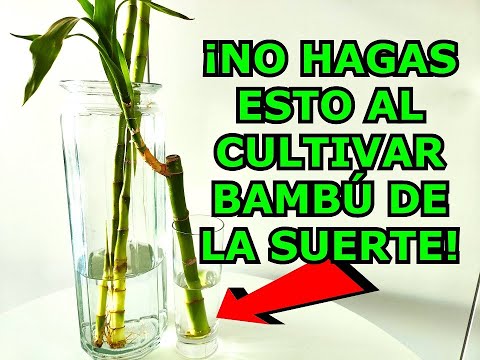 Guía práctica para plantar Bambú de la suerte: consejos y pasos clave