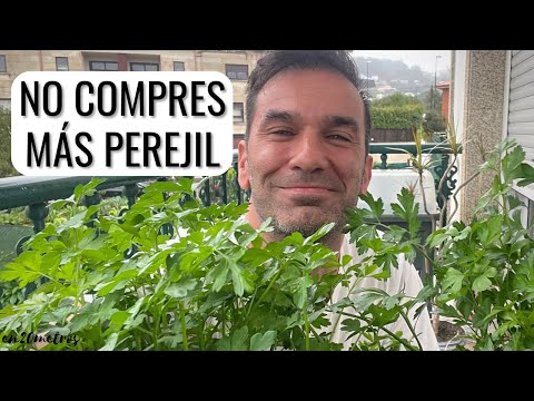 Guía completa para cultivar Perejil gigante de Italia: tips y consejos