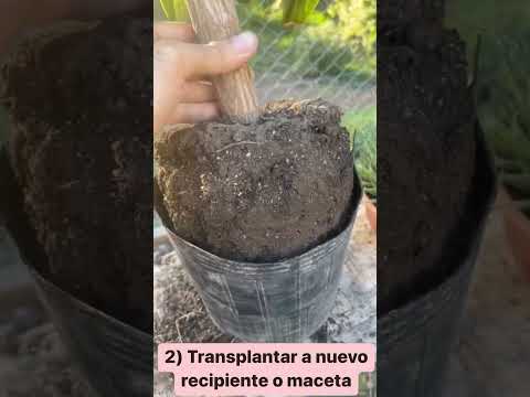 Cuidados esenciales para plantas xerófitas: consejos y técnicas