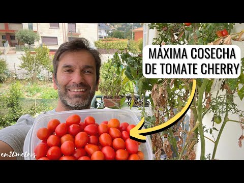 Cuidados esenciales para el tomate Cherry: Guía de cultivo y mantenimiento