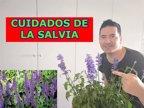 Guía completa para plantar Salvia nemorosa: paso a paso