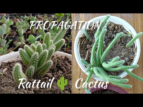 Guía fácil para cultivar Cactus de Rat Tail