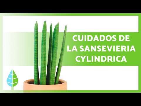 Guía completa para plantar Sansevieria cylindrica: consejos y pasos