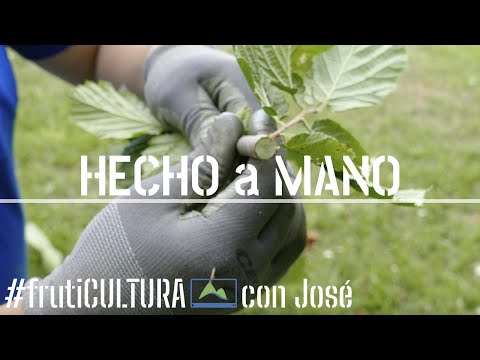 Guía práctica para plantar Lychnis chalcedonica