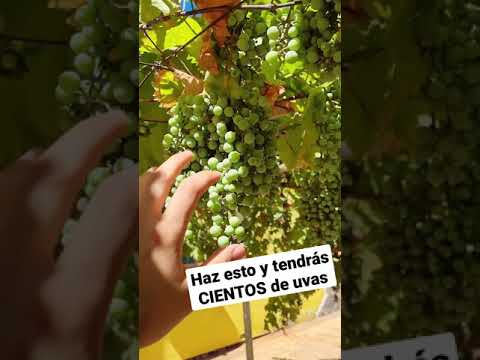 Guía completa para plantar uva pasa: consejos y pasos clave