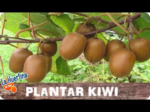 Guía completa para plantar kiwiberries con éxito