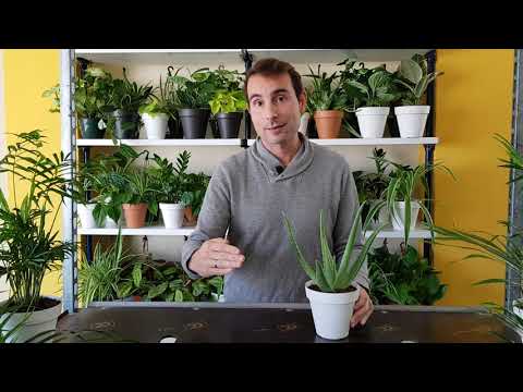 Aloe: Guía completa para plantar y cuidar esta poderosa planta