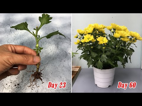 Guía rápida para plantar Chrysanthemum indicum