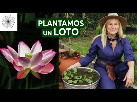 Guía completa para plantar raíz de loto con éxito