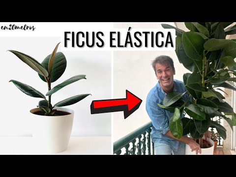 Guía completa de cultivo de Ficus elastica: consejos y pasos