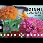 Guía para cultivar Zinnia angustifolia: consejos y pasos clave