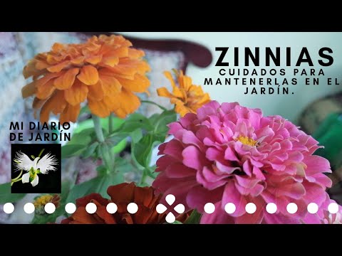 Guía para cultivar Zinnia angustifolia: consejos y pasos clave
