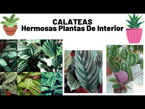 Guía rápida para plantar Calathea: consejos y pasos indispensables