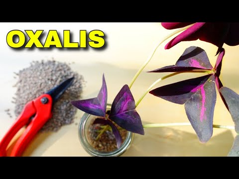 Guía completa para plantar Oxalis con éxito