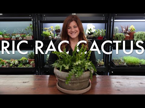 Guía para cultivar Cactus Ric Rac: consejos y cuidados