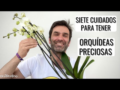 Guía completa de cuidados para tu orquídea