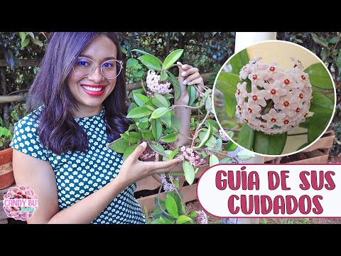 Guía completa para plantar Hoya carnosa: consejos y pasos sencillos