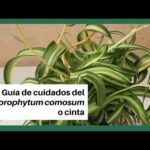 Guía completa para plantar Chlorophytum orchidastrum: consejos y pasos a seguir