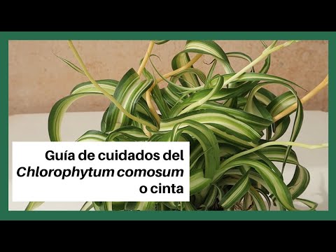 Guía completa para plantar Chlorophytum orchidastrum: consejos y pasos a seguir