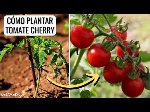 Cómo plantar Surinam cherry: Guía de cultivo y cuidados