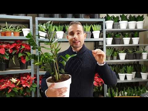 Guía para plantar Planta ZZ: Pasos simples y consejos útiles