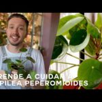 Guía fácil para plantar Pilea peperomioides: consejos y pasos clave