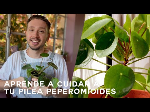 Guía fácil para plantar Pilea peperomioides: consejos y pasos clave