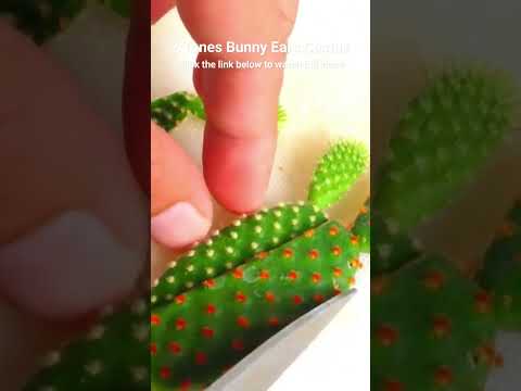 Guía completa para plantar Cactus Bunny Ear: consejos y pasos clave
