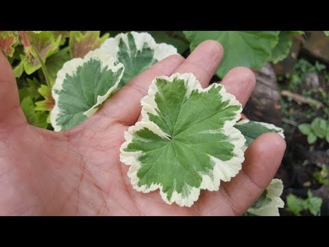 Guía completa para plantar Pelargonium x hortorum: consejos y pasos clave