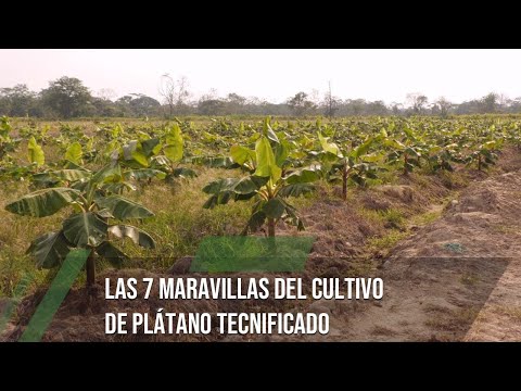 Guía completa para plantar plátano: Pasos y consejos