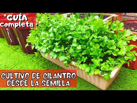 Guía para plantar cilantro culinario: pasos sencillos para tener tu propia planta de cilantro fresco