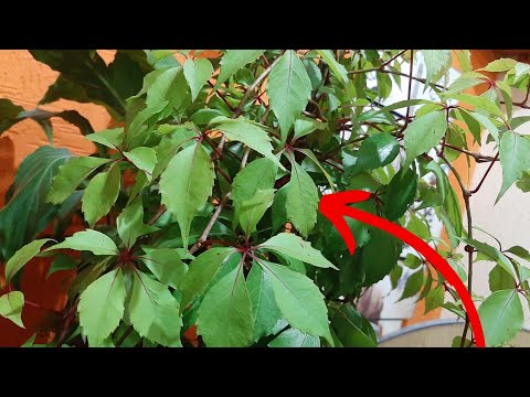 Guía práctica para plantar Cissus rhombifolia: paso a paso