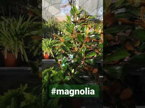 Guía completa para plantar magnolias: consejos y pasos sencillos