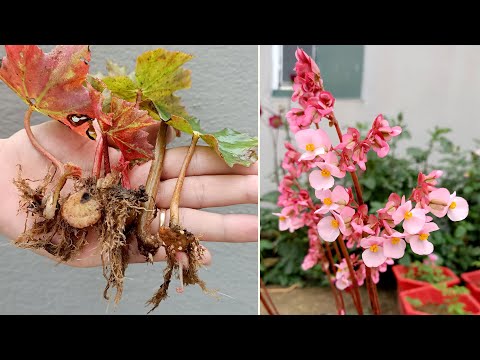 Guía rápida para plantar Begonia x semperflorens-cultorum: Paso a paso