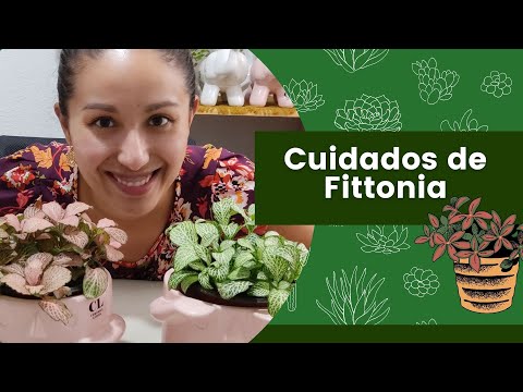 Guía completa de cuidados de planta Fittonia: consejos y trucos